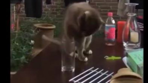 猫咪搞笑短片合集,哈哈哈哈这猫片全程高能,笑到停不下来!